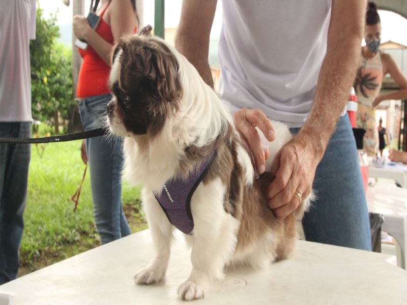 Fabriciano inicia vacinação antirrábica de cães e gatos