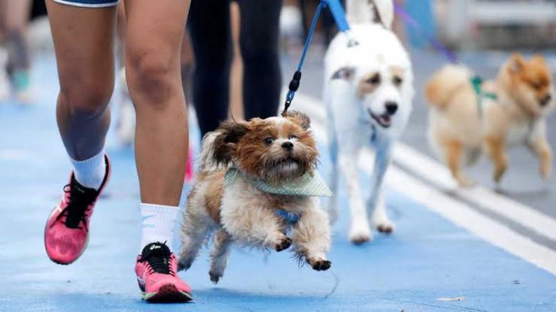 Fabriciano sedia caminhada canina na próxima terça-feira