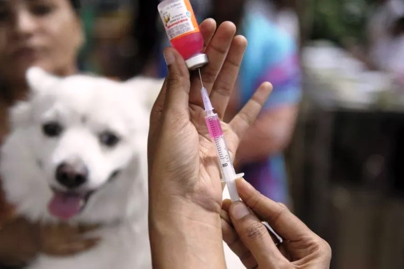 Fabriciano inicia vacinação antirrábica animal; Campanha vai começar pelas comunidades da Serra dos Cocais