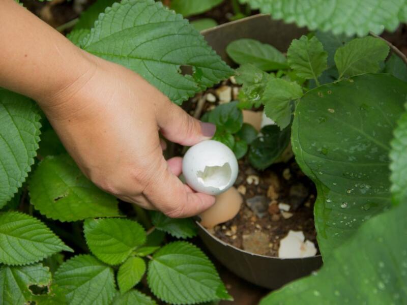 Vigilância em Saúde promove mobilização no Dia D de Combate às Arboviroses